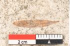 Foto (Detailansicht) von Royena myosotis Unger (NHMW-GEO-2024-0188-8177)